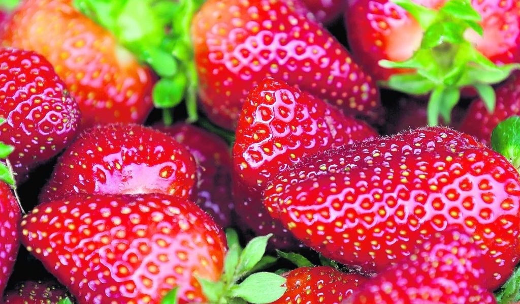 U.S., Canadian regulators tie hepatitis cases to strawberries Aruba Today