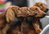 Your dog’s personality may have little to do with its breed