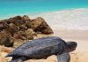 Episode CLV- 155; Sea turtles