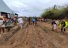 Arubans – young & old – unite to plant food forest at workshop; Syntropic Agroforestry – Ban planta awa