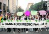 Brazil court approves home grown cannabis for medical use