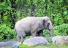Bronx Zoo elephant named Happy isn’t a person, court rules