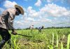 Cuba sugar harvest only half of expected; sector in ‘crisis’