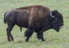 Grand Canyon won’t seek volunteers to kill bison this fall