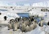 China blocks moves to step up protection of emperor penguins