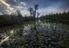 Agency ruling delivers big setback to Okefenokee mining plan