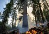Yosemite fire grows as crews protect iconic sequoias