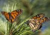 Beloved monarch butterflies now listed as endangered