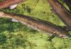 U.S. could require steps for dams to save last Atlantic salmon