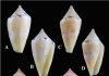 New Species of Cone Snail Discovered on Aruba