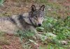U.S. sued in bid to force decision on Rockies wolf protections