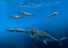 Giant sharks once roamed the seas, feasting on huge meals