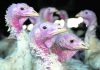 Deadly bird flu returns to Midwest earlier than expected