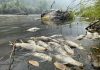 Tribe: California wildfire near Oregon causes fish deaths