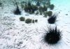 Aruba Alert: Sea urchins affected by a fatal disease