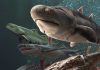 Fish fossil catch from China includes oldest teeth ever