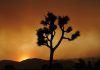 California delays decision to list Joshua tree as threatened