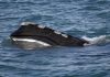 Endangered whale’s decline slows, but population falls again