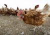 Bird flu infects Iowa egg farm with 1 million chickens