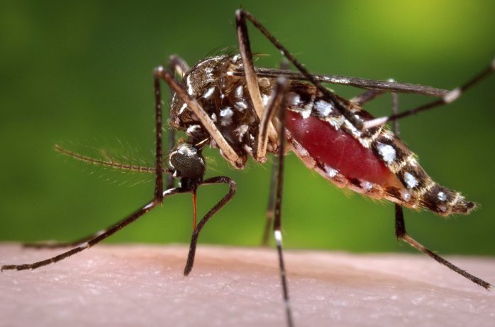 Mosquito Magnets