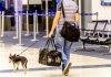 To travel or enter Aruba with pets there are rules to abide by