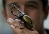 Hard-working Colombian beetles clean garbage, retire as pets
