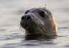Facial recognition can help conserve seals, scientists say