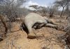 Hundreds of elephants, zebras die as Kenya weathers drought
