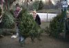 Christmas tree demand remains high despite inflation