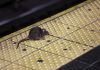 Rat Attack: NYC seeks hands-on leader in anti-rodent fight