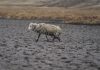 Lagoon dries up as drought grips Peru’s southern Andes