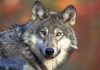 Michigan wolf population holding steady, 2022 survey shows