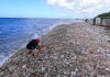 The Savaneta Prome Capital Foundation condemns the picking and taking of sea glass from local reef