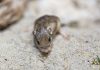 Tiny California mouse wins Guinness award for longevity