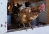 Chicken farmers say their eggs could help reduce prices
