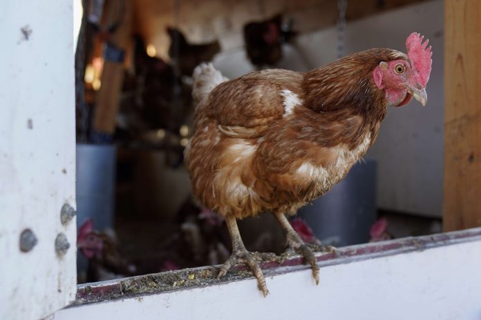 Soaring Egg Prices