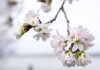 DC’s cherry blossoms coming early due to confusing weather