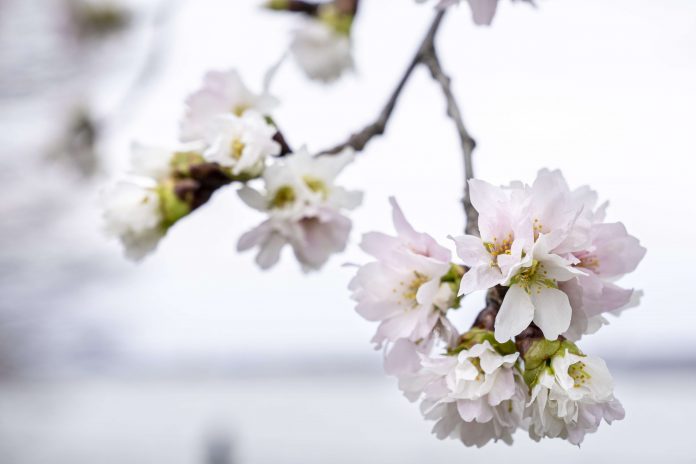 Cherry Blossoms Washington