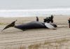 Dem senators from 4 states ask NOAA to address whale deaths