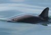 Mexico hopes to avoid sanctions on vaquita’s near extinction