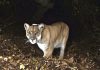 Tribes bury Southern California’s famed mountain lion, P-22