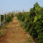 Alto Vista Winery (4)_result