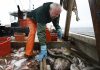 New England haddock imperiled by overfishing