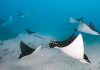 Rays of Hope: Strengthening Conservation Efforts for Manta Rays
