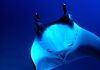 Rays of Hope: Strengthening Conservation Efforts for Manta Rays
