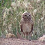 Unique fauna of Aruba (2)