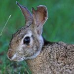 Unique fauna of Aruba 4