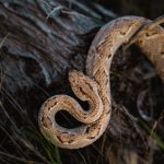 [updated 18 nov 2025] UNIQUE FAUNE CONEU (1)