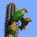 [updated 18 nov 2025] UNIQUE FAUNE CONEU (2)