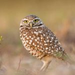 [updated 18 nov 2025] UNIQUE FAUNE CONEU (3)_result